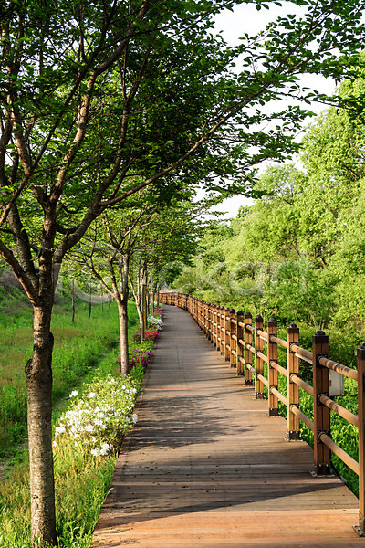 사람없음 JPG 포토 공원 길 나무 대전 대청공원 산책로 숲 야외 원근감 자연 주간 초록색 풍경(경치) 한국