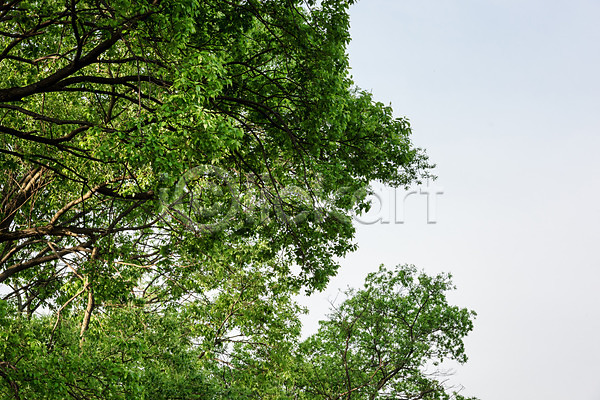 사람없음 JPG 포토 공원 나무 대전 대청공원 숲 야외 자연 주간 초록색 풍경(경치) 하늘 한국