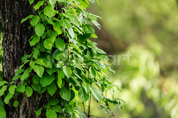 사람없음 JPG 아웃포커스 포토 공원 나무 나뭇잎 대전 대청공원 숲 야외 자연 주간 초록색 풍경(경치) 한국