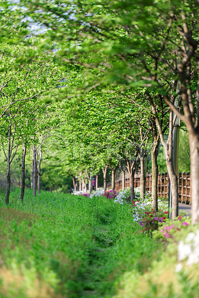 사람없음 JPG 아웃포커스 포토 공원 나무 대전 대청공원 숲 야외 자연 주간 초록색 풍경(경치) 한국