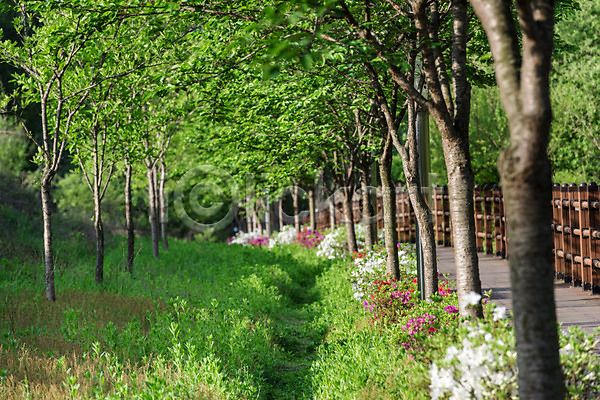 사람없음 JPG 포토 공원 나무 대전 대청공원 산책로 숲 야외 자연 주간 초록색 풍경(경치) 한국