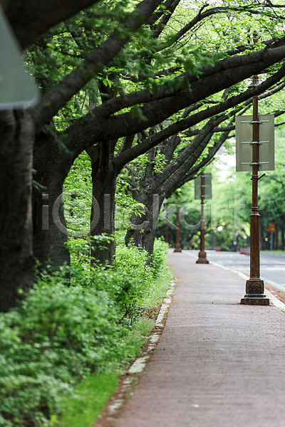 사람없음 JPG 포토 가로등 가로수 공원 길 나무 숲 야외 자연 주간 초록색 풍경(경치) 한국
