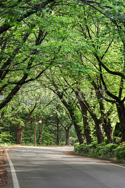 사람없음 JPG 포토 가로수 공원 나무 도로 맑음 숲 야외 원근감 자연 주간 초록색 풍경(경치)