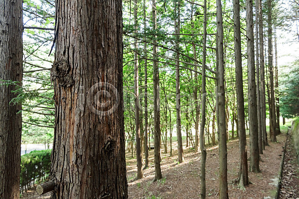 사람없음 JPG 포토 공원 나무 대전 숲 숲속 야외 자연 주간 초록색 풍경(경치) 한국