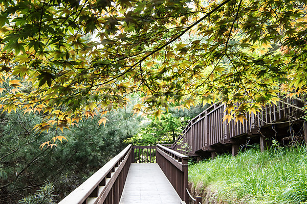 사람없음 JPG 포토 공원 길 나무 데크 산책로 숲 야외 자연 주간 초록색 풍경(경치) 한국