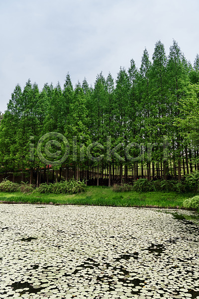 사람없음 JPG 포토 공원 나무 메타세콰이어 숲 야외 자연 주간 청남대 초록색 풍경(경치) 한국 호수
