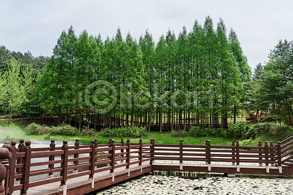 사람없음 JPG 포토 공원 나무 메타세콰이어 숲 야외 자연 주간 청남대 초록색 풍경(경치) 한국 호수