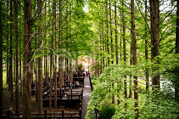 사람없음 JPG 포토 공원 나무 메타세콰이어 숲 숲길 야외 자연 주간 청남대 초록색 풍경(경치) 한국