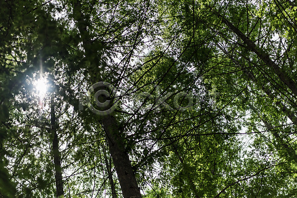 사람없음 JPG 로우앵글 포토 공원 나무 메타세콰이어 숲 숲속 야외 자연 주간 청남대 초록색 풍경(경치) 한국 햇빛
