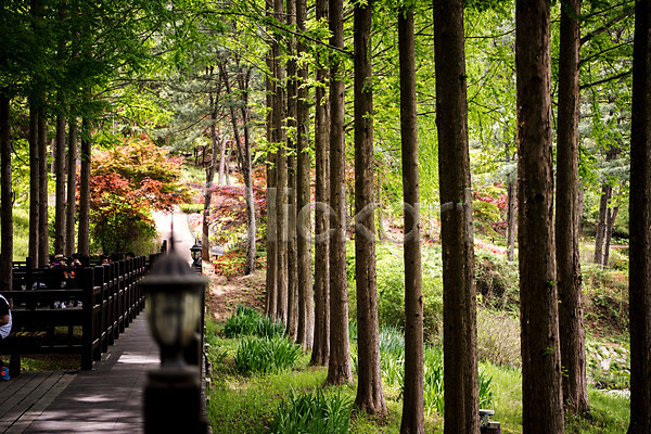 사람없음 JPG 포토 공원 나무 맑음 메타세콰이어 산책로 숲 숲속 야외 자연 주간 청남대 초록색 풍경(경치) 한국