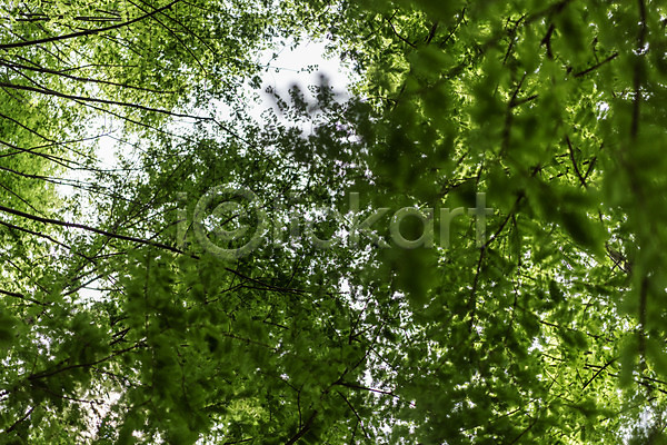 사람없음 JPG 로우앵글 포토 공원 나무 메타세콰이어 숲 숲속 야외 자연 주간 청남대 초록색 풍경(경치) 하늘 한국