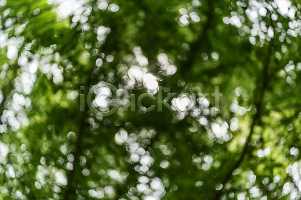 사람없음 JPG 아웃포커스 포토 공원 나무 메타세콰이어 배경화면 백그라운드 보케 숲 야외 자연 주간 청남대 초록색 풍경(경치) 한국