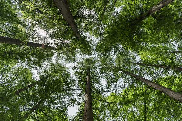 사람없음 JPG 로우앵글 포토 공원 나무 메타세콰이어 배경화면 백그라운드 숲 야외 자연 주간 청남대 초록색 풍경(경치) 한국