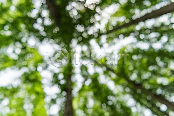 사람없음 JPG 로우앵글 아웃포커스 포토 공원 나무 메타세콰이어 배경화면 백그라운드 보케 숲 야외 자연 주간 청남대 초록색 풍경(경치) 한국