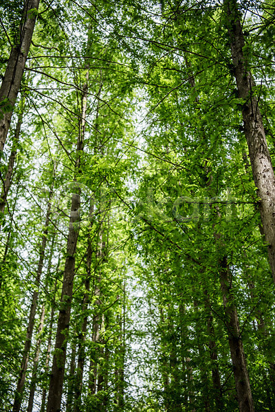 사람없음 JPG 로우앵글 포토 공원 나무 맑음 메타세콰이어 숲 야외 자연 주간 청남대 초록색 풍경(경치) 한국