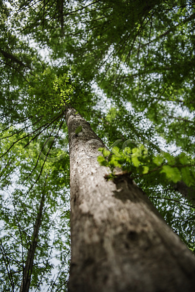 사람없음 JPG 로우앵글 포토 공원 나무 메타세콰이어 숲 야외 자연 주간 청남대 초록색 풍경(경치) 한국