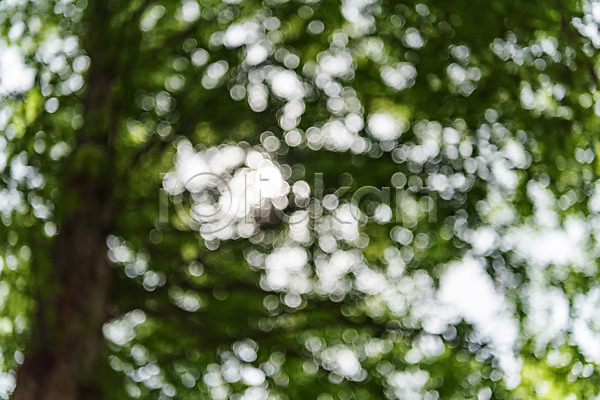 사람없음 JPG 포토 나무 메타세콰이어 백그라운드 보케 숲 야외 자연 주간 청남대 초록색 풍경(경치) 한국