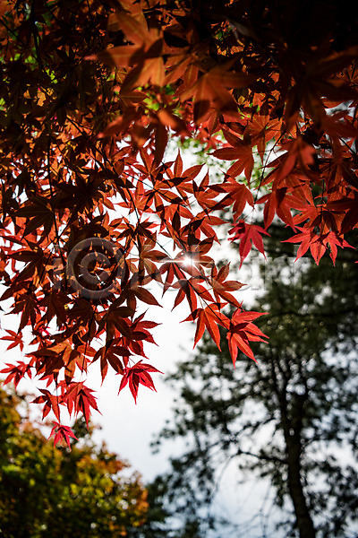 사람없음 JPG 로우앵글 포토 공원 나무 단풍나무 숲 야외 자연 주간 청남대 초록색 풍경(경치) 한국 햇빛