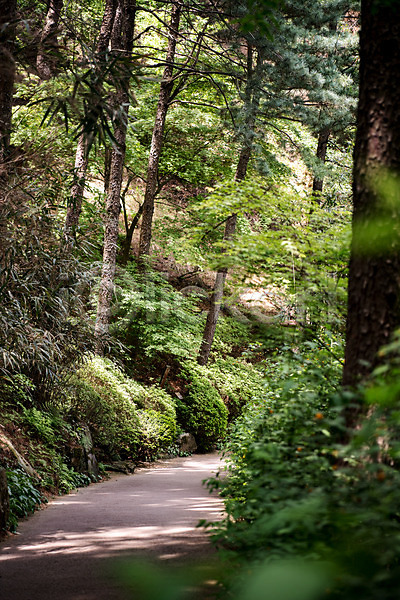 사람없음 JPG 포토 공원 나무 산책로 숲 야외 자연 주간 청남대 초록색 풍경(경치) 한국