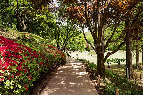 사람없음 JPG 포토 공원 나무 산책로 숲 야외 원근감 자연 주간 청남대 초록색 풍경(경치) 한국
