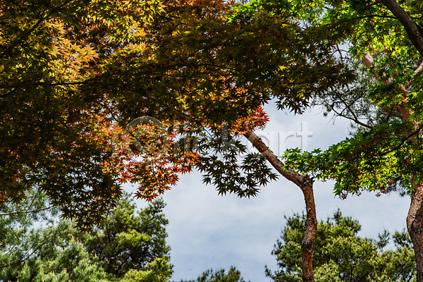 사람없음 JPG 로우앵글 포토 공원 나무 단풍나무 숲 야외 자연 주간 청남대 초록색 풍경(경치) 하늘 한국