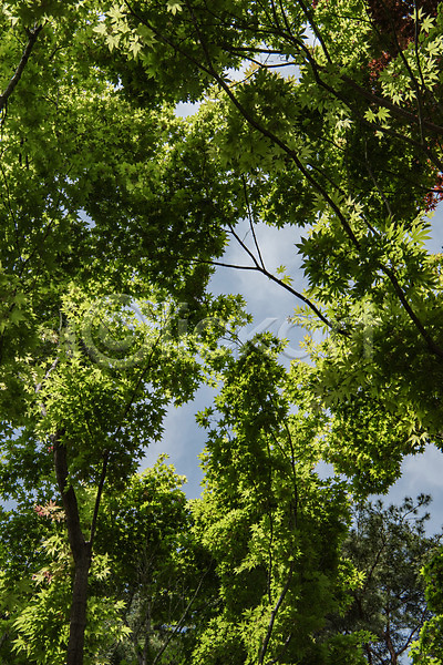 사람없음 JPG 로우앵글 포토 공원 나무 숲 야외 자연 주간 청남대 초록색 풍경(경치) 한국
