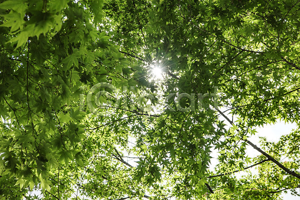 사람없음 JPG 로우앵글 포토 공원 나무 맑음 숲 야외 자연 주간 청남대 초록색 풍경(경치) 한국 햇빛