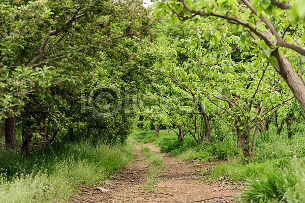 사람없음 JPG 포토 과수원 나무 배나무 배농장 숲 야외 자연 주간 초록색 충청북도 풍경(경치) 한국