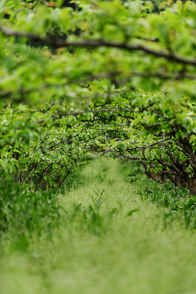 사람없음 JPG 포토 과수원 나무 배나무 배농장 숲 야외 자연 주간 초록색 충청북도 풍경(경치) 한국
