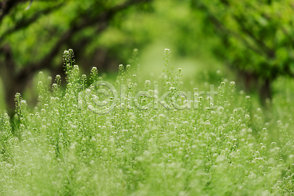 사람없음 JPG 아웃포커스 포토 숲 식물 야외 자연 주간 초록색 초원(자연) 충청북도 풀잎 풍경(경치) 한국