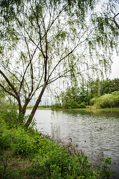 사람없음 JPG 포토 강 강가 나무 남한강 버드나무 숲 야외 자연 주간 초록색 충청북도 풍경(경치) 한국