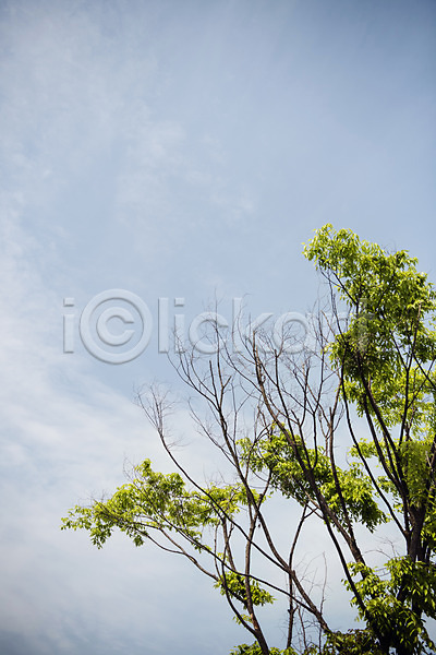사람없음 JPG 로우앵글 포토 구름(자연) 나무 맑음 숲 야외 자연 주간 초록색 풍경(경치) 하늘