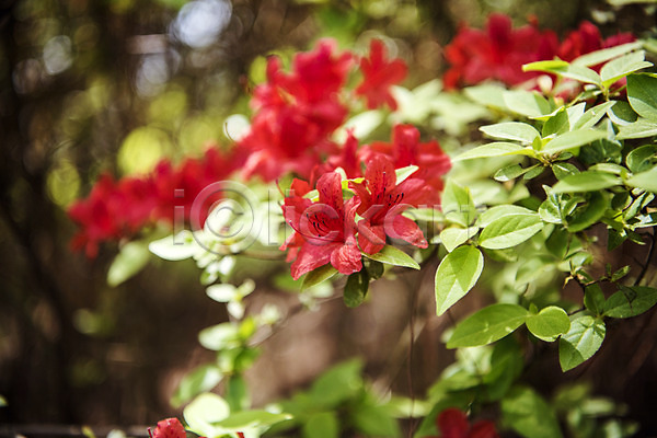 사람없음 JPG 아웃포커스 포토 공원 꽃 나무 빨간색 숲 야외 자연 주간 철쭉 초록색 풍경(경치)