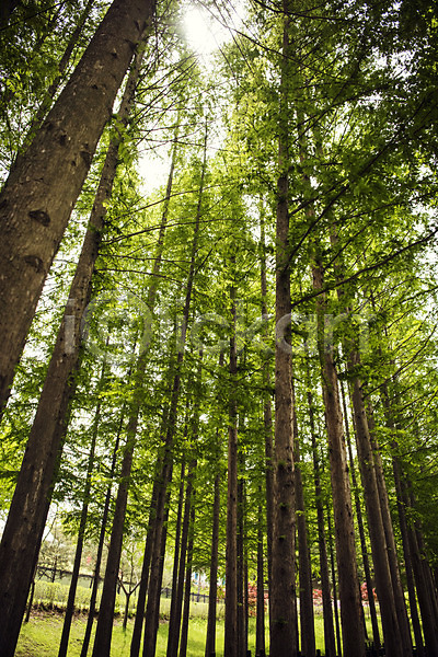 사람없음 JPG 로우앵글 포토 공원 나무 맑음 메타세콰이어 숲 야외 자연 주간 초록색 풍경(경치)