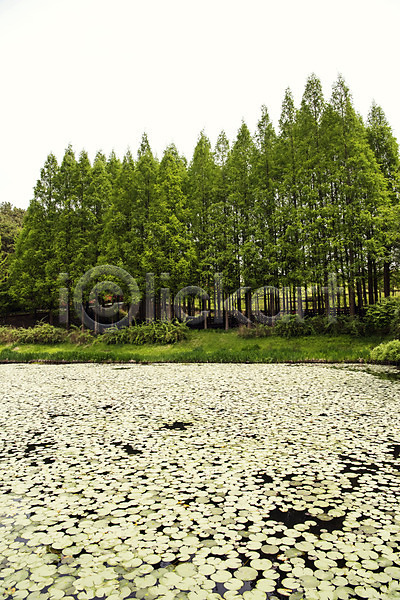 사람없음 JPG 포토 공원 나무 메타세콰이어 숲 야외 연못 연잎 자연 주간 초록색 풍경(경치)