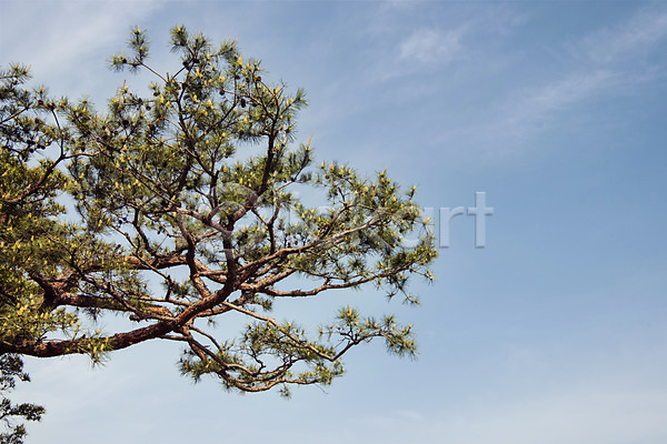 사람없음 JPG 로우앵글 포토 나무 맑음 소나무 숲 야외 자연 주간 초록색 풍경(경치) 하늘
