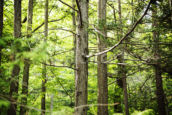 사람없음 JPG 포토 공원 나무 숲 숲속 야외 자연 주간 초록색 풍경(경치)