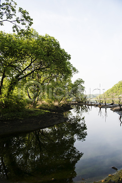 사람없음 JPG 포토 나무 반사 숲 습지 야외 자연 주간 초록색 풍경(경치)