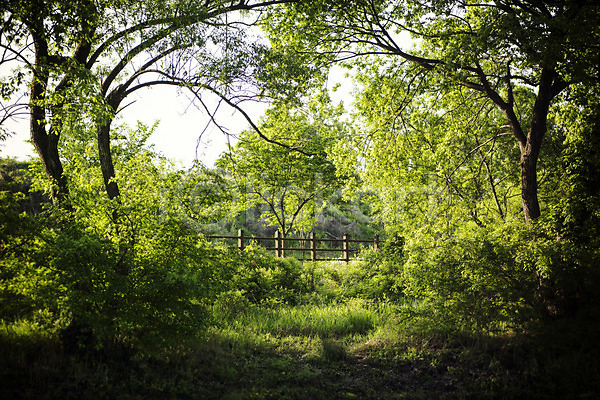 사람없음 JPG 포토 나무 숲 습지 야외 자연 주간 초록색 풍경(경치)