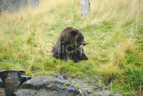 사람없음 JPG 포토 해외이미지 곰 앉기 야생동물 야외 주간 풀(식물) 한마리 흑곰