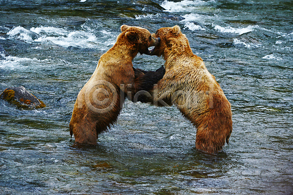 사람없음 JPG 포토 해외이미지 강 곰 두마리 사나움 싸움 야생동물 야외 주간
