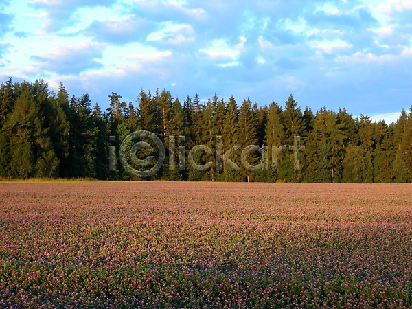 사람없음 JPG 포토 해외이미지 개화 꽃 나무 농업 농작물 밭 백그라운드 벚꽃 벽지 보라색 분홍색 숲 여름(계절) 일몰 저녁 제비꽃 파란색 풍경(경치) 하늘 해외202004 황혼