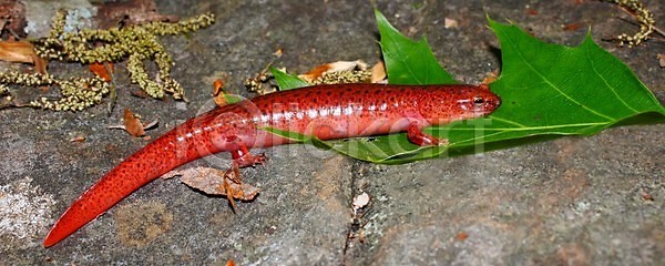 사람없음 JPG 포토 해외이미지 강렬 공원 동물 몬테카를로 미국 빨간색 생물 생물학 생태계 생태학 앉기 야생동물 양서류 오렌지 잎 자연 점 파충류 해외202004 해외포토 환경 흥미