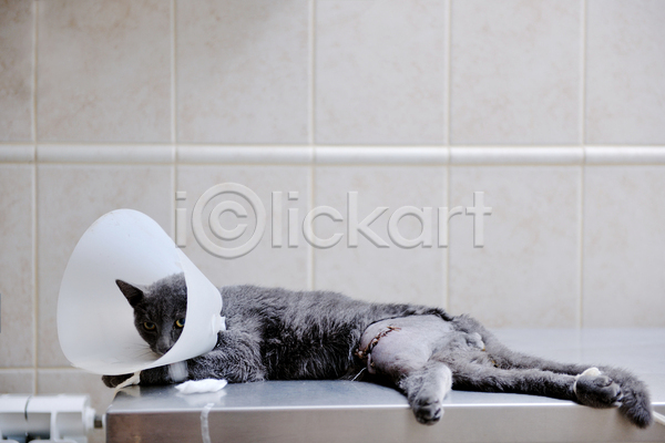 휴식 사람없음 JPG 포토 해외이미지 고양이 깔대기 눕기 동물병원 수술 수술대 실내 한마리 해외202004