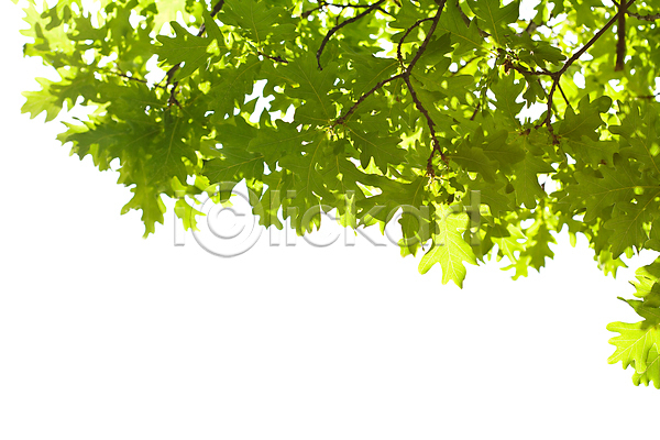 부드러움 성장 순수 신선 평화 화목 사람없음 JPG 포토 해외이미지 계절 고립 백그라운드 빛 생태계 생태학 식물 야외 엘리먼트 여름(계절) 유기농 잎 자연 정맥 줄기 질감 초록색 카피스페이스 투명 프레임 해외202004 햇빛 환경