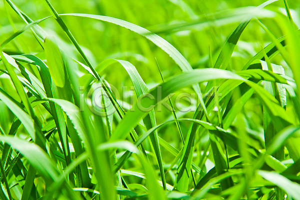 사람없음 JPG 포토 해외이미지 나뭇가지 백그라운드 봄 식물 여름(계절) 잎 자연 잔디 질감 초록색 해외202004 허브
