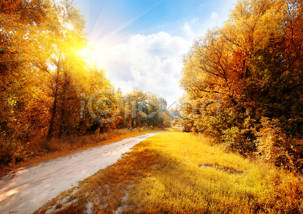 사람없음 JPG 포토 해외이미지 10월 가을(계절) 가을풍경 나무 단풍 도로 숲 야외 자연 주간 하늘 해외202004 햇빛