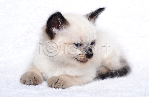 사람없음 JPG 포토 해외이미지 고양이 모피 반려동물 해외202004 흰색