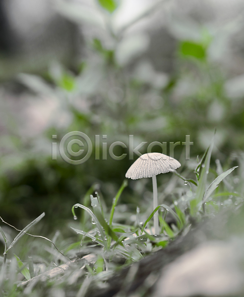 성장 사람없음 JPG 포토 해외이미지 1 검은색 닫기 리빙 버섯 빗방울 식물 자연 정원 초록색 풍경(경치) 해외202004 회색 흰색