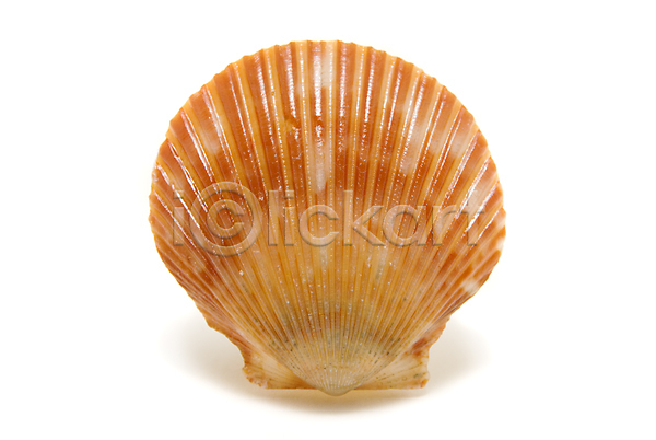 사람없음 JPG 포토 해외이미지 고립 껍질 동물 바다 싱글 오렌지 오브젝트 자연 장식 조개 해외202004 회색 흰색